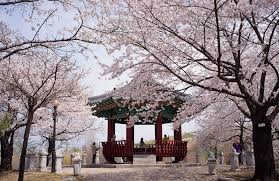 du lịch Hàn Quốc ngắm hoa Anh Đào